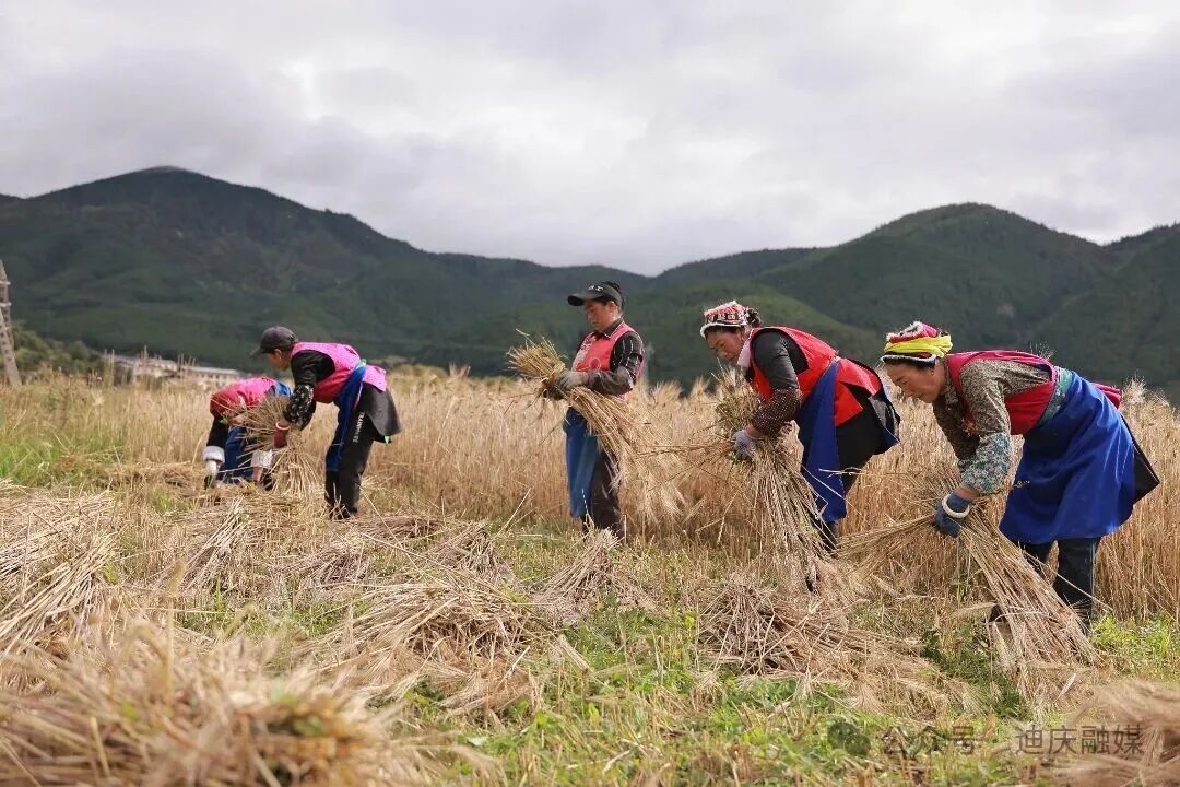 秋日限定 | 迪庆高甜继续！番茄·青稞·七彩椒……高原特色农业“多点开花”