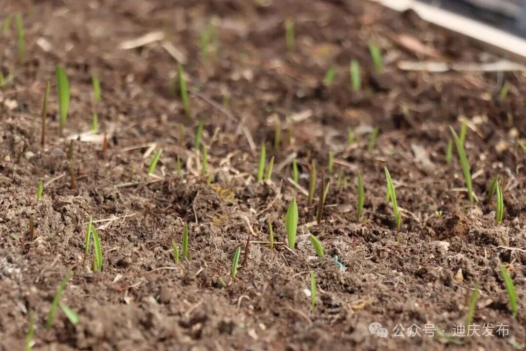 1774609892475098669.jpg 5.jpg