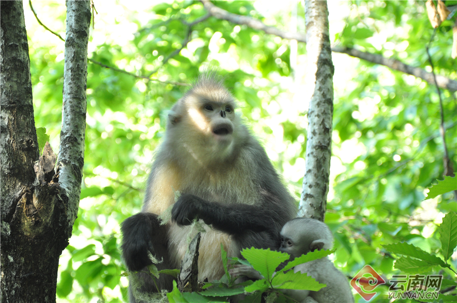 C:\Users\yq\Desktop\3 20191218085544.jpg C:\Users\yq\Desktop\3 20191218085544.jpg